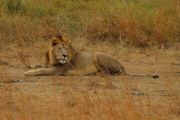 lion in the savannah in ruanda