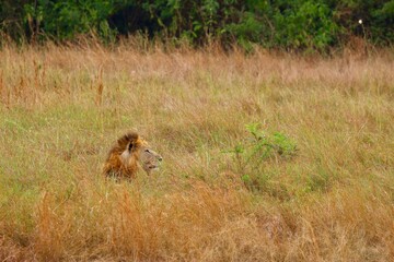 lion in the savannah in ruanda