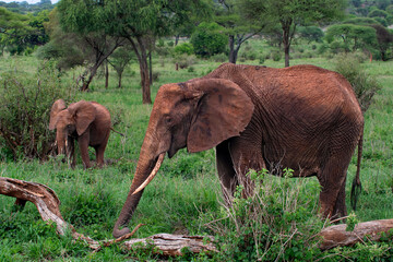 Fototapeta na wymiar Elephants in Tarangire National Park