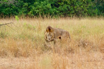 lion in the savannah in ruanda