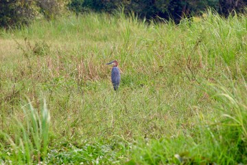 bird in the savannah in rwanda