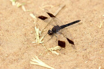 black dragonfly on a branch in ruanda