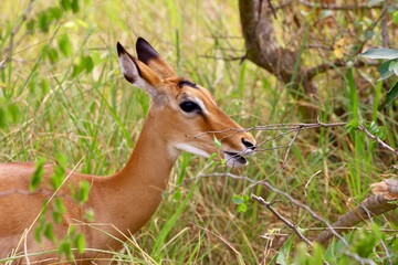 Naklejka na ściany i meble impala in the savannah in rwanda