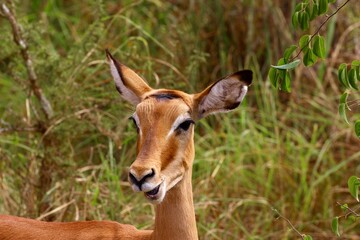 impala in the savannah in rwanda