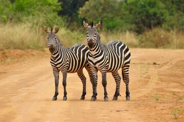 two zebra in the savannah of ruanda