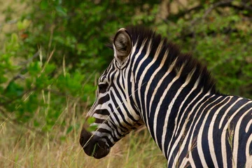 Stoff pro Meter portrait zebra in the savannah of ruanda © PandaFrog