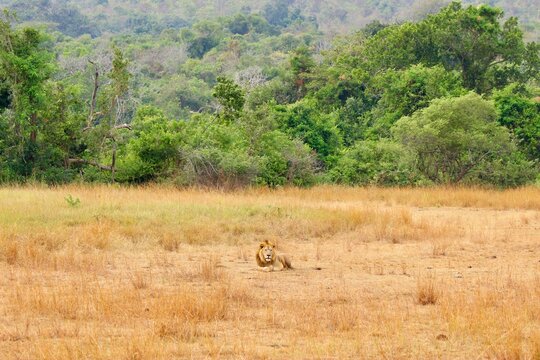 lion in the savannah in ruanda