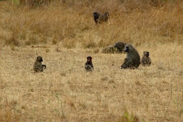 Fototapeta na wymiar baboon ape monkey in a group with babies in Ruanda 