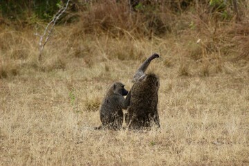 baboon ape monkey in a group in Ruanda 