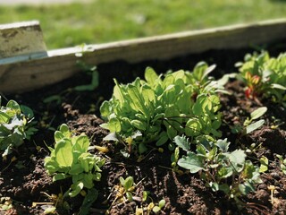 Fresh green sprouts growing in the garden