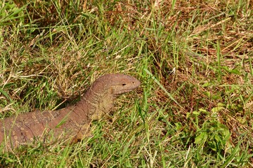 monitor lizard in rwanda