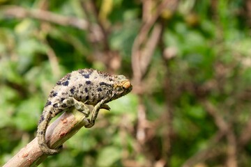 chameleon on a tree branch in Ruanda 
