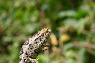 chameleon on a tree branch in Ruanda 