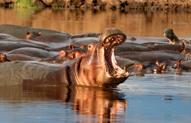 Fototapeta na wymiar Hippos in Serengeti National Park