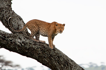 Leopard in Serengeti National Park - obrazy, fototapety, plakaty