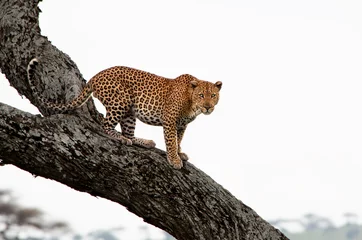 Stickers pour porte Léopard Léopard de Parc national du Serengeti