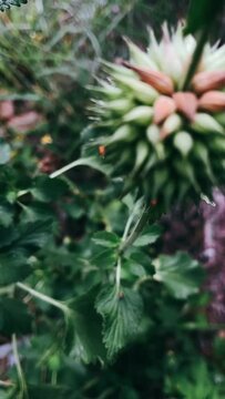 Close up Of exotic plant, exotic Plant in the wind, CLose up, Wild Plants, Plants, Exotic, Tropical Plants
