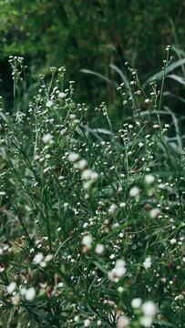 Windy Day, Plants Blowing In WInd, Little White Flowers on a Bush, Flower Bush