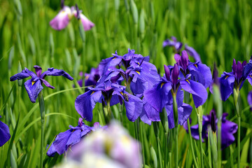 紫にも見える青色の菖蒲