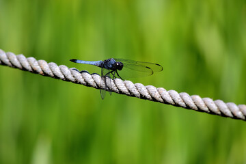 縄に止まったトンボ