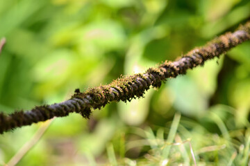 縄に生えた苔