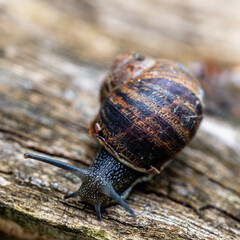 A Snail crawling on a tree trunk.