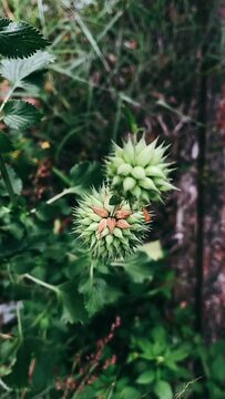 Exotic Plants | Plants | Windy Day | Gardens | 