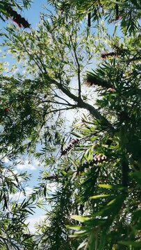 Light peaking through Trees, Sunlight, Sunny Day, Looking Up, Trees, Branches, 
