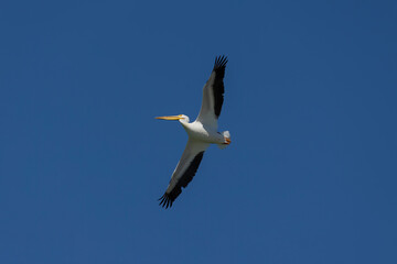 Fototapeta na wymiar Flying American white pelican (Pelecanus erythrorhynchos)