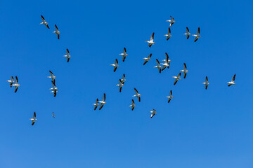 The flock of American white pelican (Pelecanus erythrorhynchos) in flight over lake Michigan.