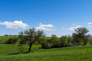 Fototapeta na wymiar spring landscapes, spring images in continental climate, spring in turkey,