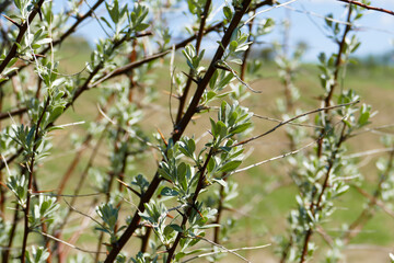 Fragrant Elaeagnus trees blooming in spring, Elaeagnus flower, prickly Fragrant Elaeagnus trees,