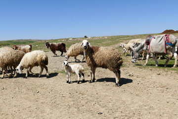 Fototapeta premium flock of sheep and lambs grazing in the field, mother sheep and baby lamb together,