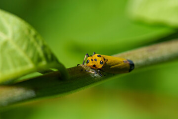 葉の上で休むヨコバイ