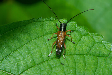 森の中で休むシラホシカミキリ