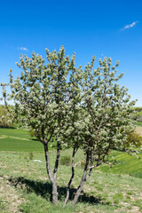 fruit trees in spring, wild pear tree, mountain pear,