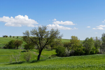 spring landscapes, spring images in continental climate, spring in turkey,
