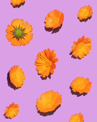 Orange flowers pattern on purple background. Creative nature concept. Minimalistic summer composition.