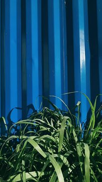 Grass Against Blue Wall, Blue Wall, Tall Green Grass, Tall Grass, Grass