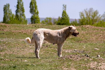 Obraz premium a panting dog, a dog breathing fast, a tired dog breathing fast,