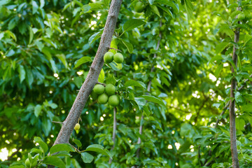 Obraz premium sour green plums on the plum tree, lots of green sour plums on the plum tree,