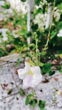lonely little white flower, flower, flowers