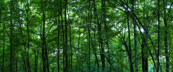 Huge forest panorama. Big picture of trees
