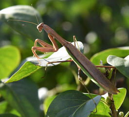 praying mantis during sunset
