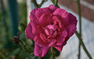 pink rose in the garden