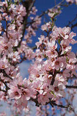 Pink flower almond tree