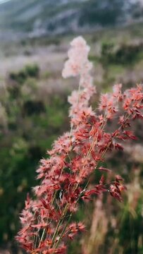 Pretty Wheat, wheat Plant, Windy Day, Red Plants, Wind, field