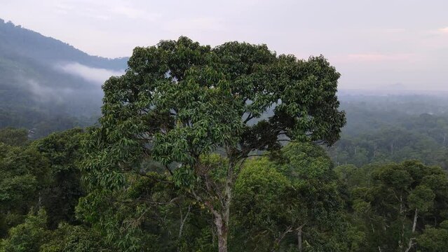 Aerial ascending and look down durian trees plantation in Malaysia