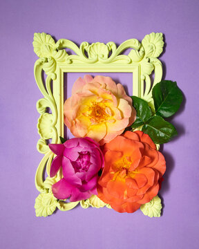Colorful flowers in vintage yellow frame on pastel purple background. Trendy old fashion concept. Modern contrast composition. Minimalistic nature idea.