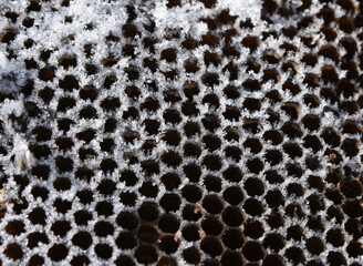 Frozen honeycomb during winter snow